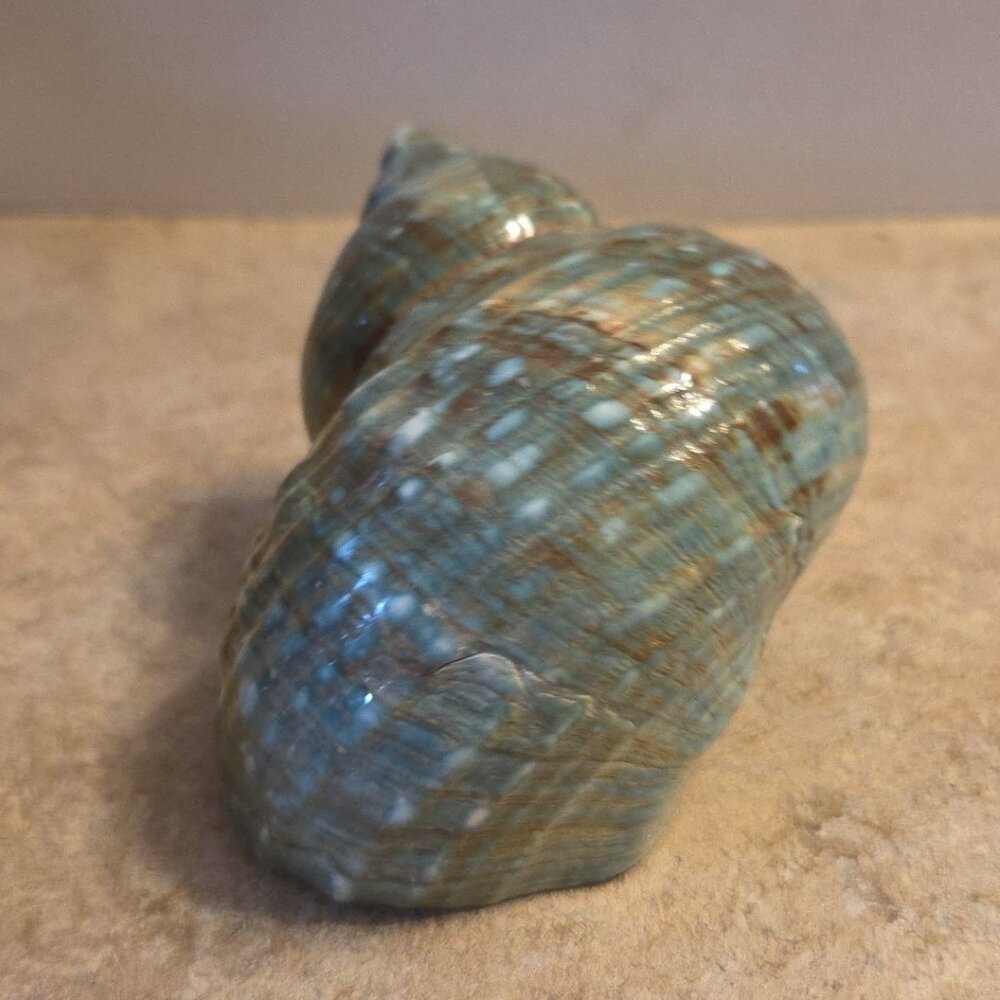 Sea Shell Aqua Blue Turbo Imperilis 4" Seashell Home Beach Decor - Picture 6 of 8